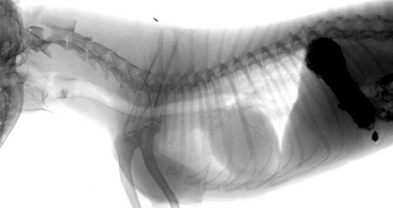 хиатальная грыжа - после операции рентген